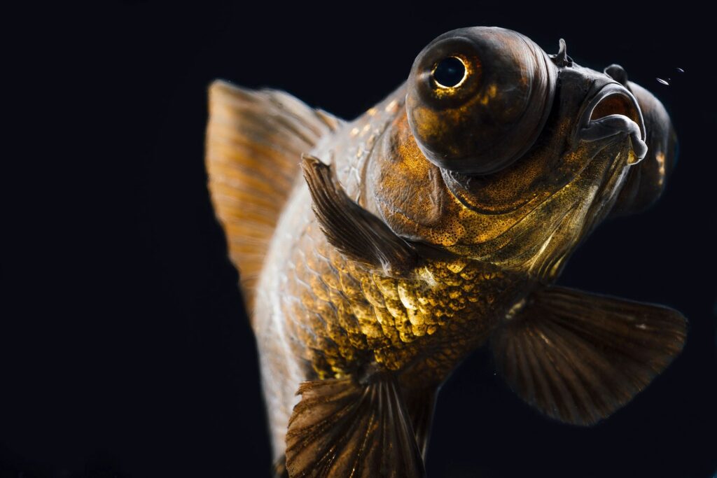 Goldfish swimming in the water with a black background photographed in Chengdu