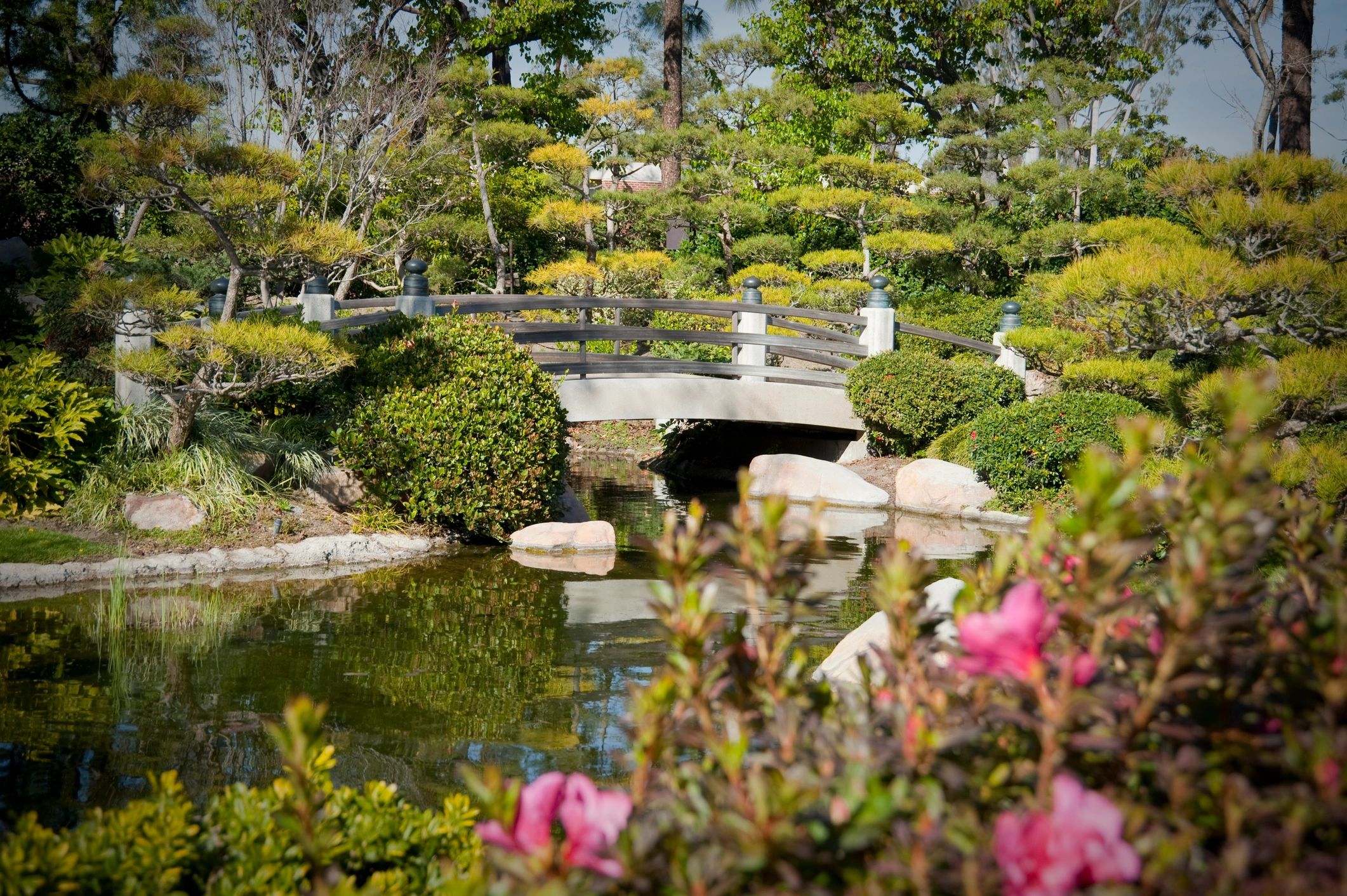 Serene garden pond landscape
