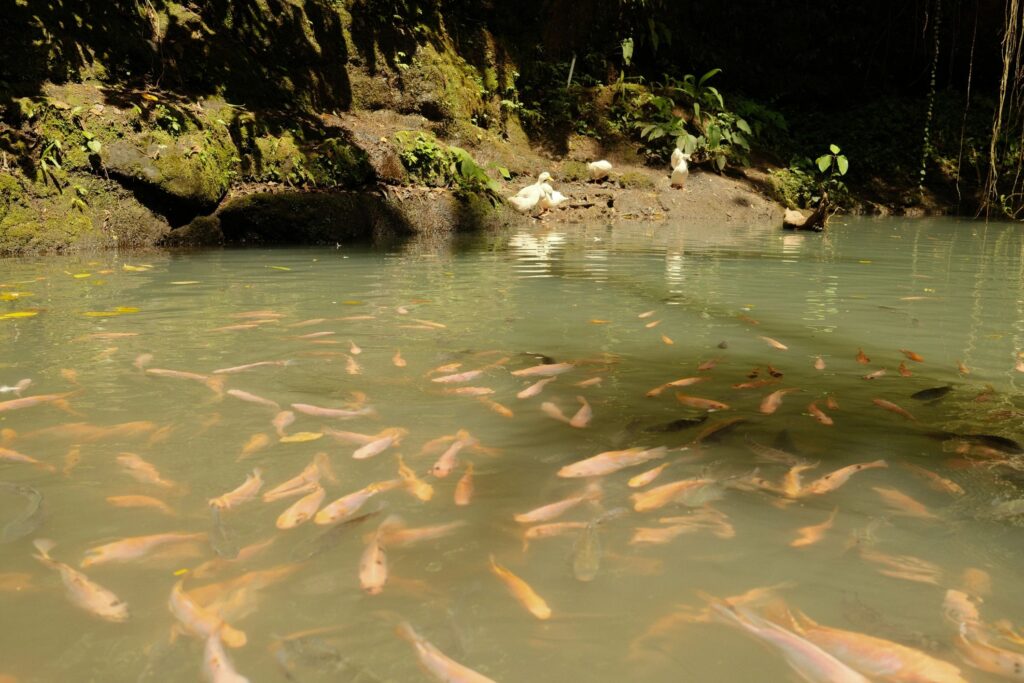 School of fish swimming in natural pond with ducks on bank