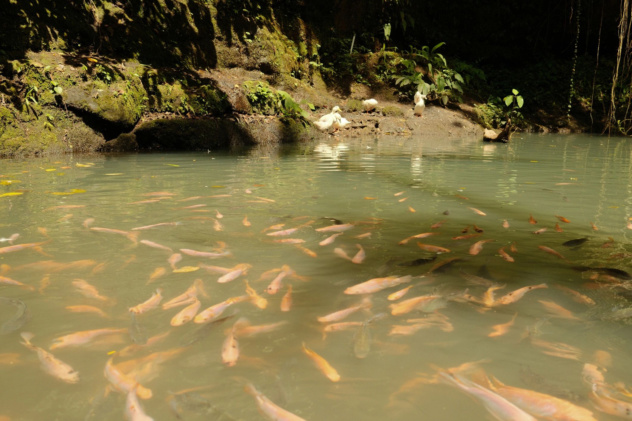 Fish swimming in a natural pond