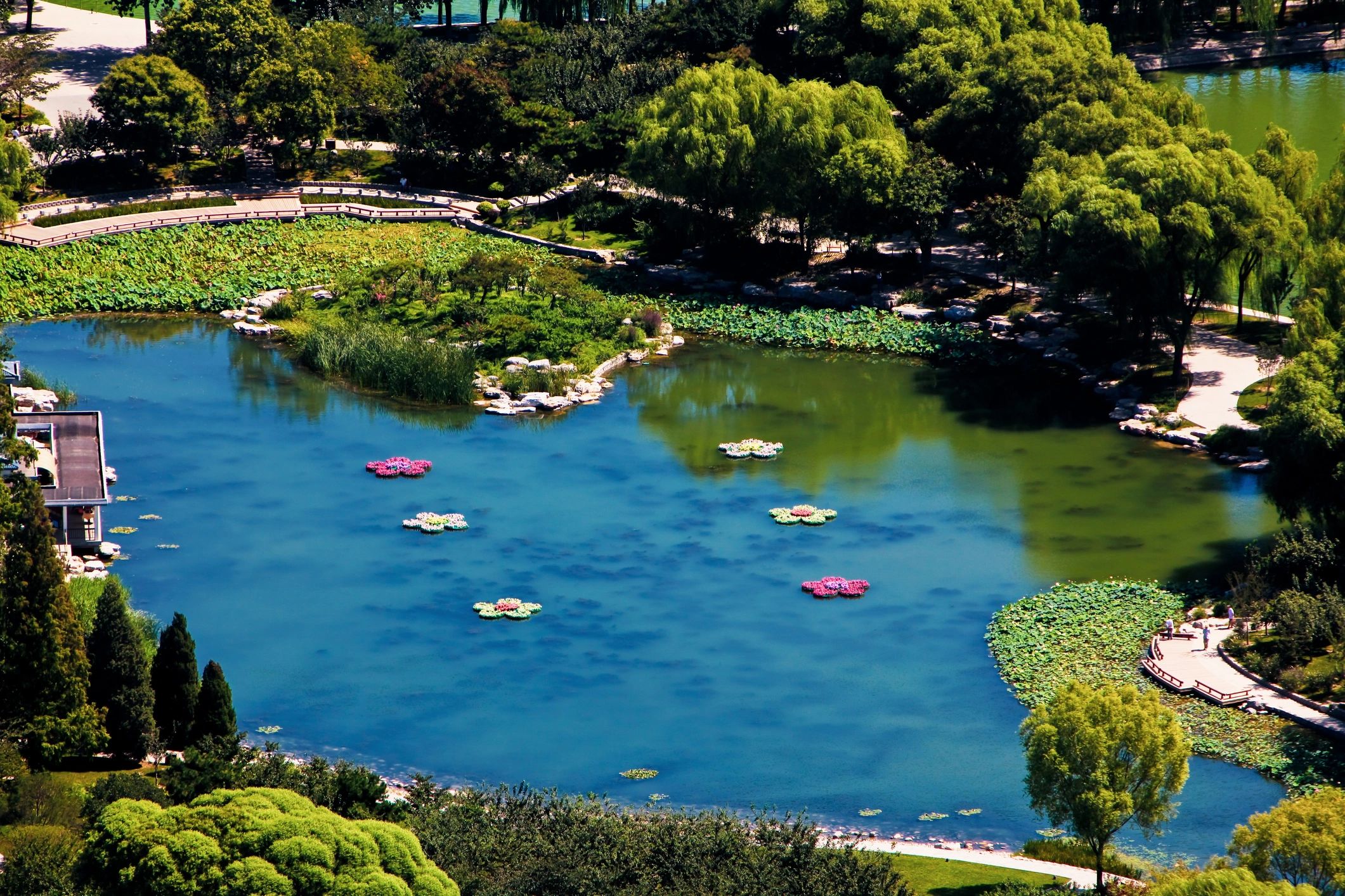 Essential Guide to Acclimatizing Your New Japanese Koi