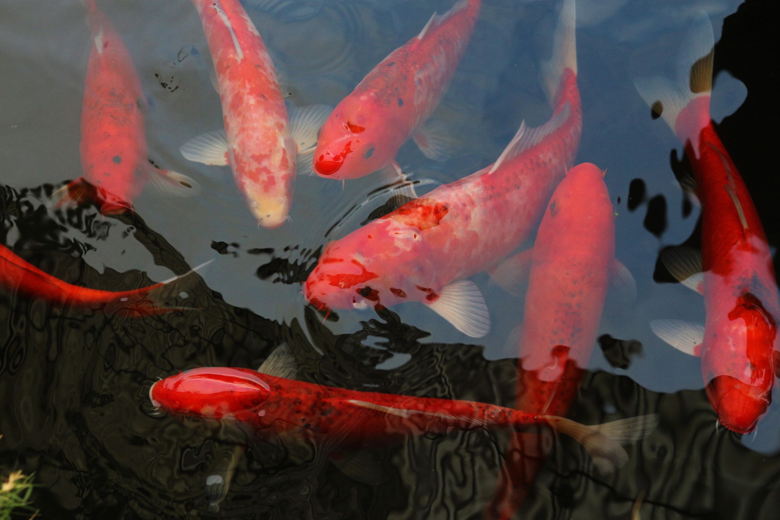 Red and white koi fish swimming in a pond