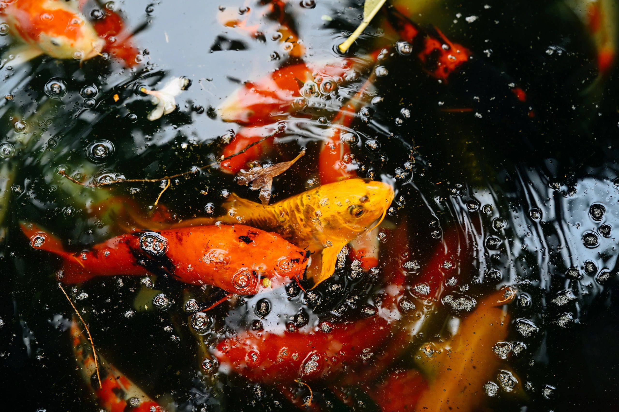 Colorful koi fish swimming in dark pond water during feeding time