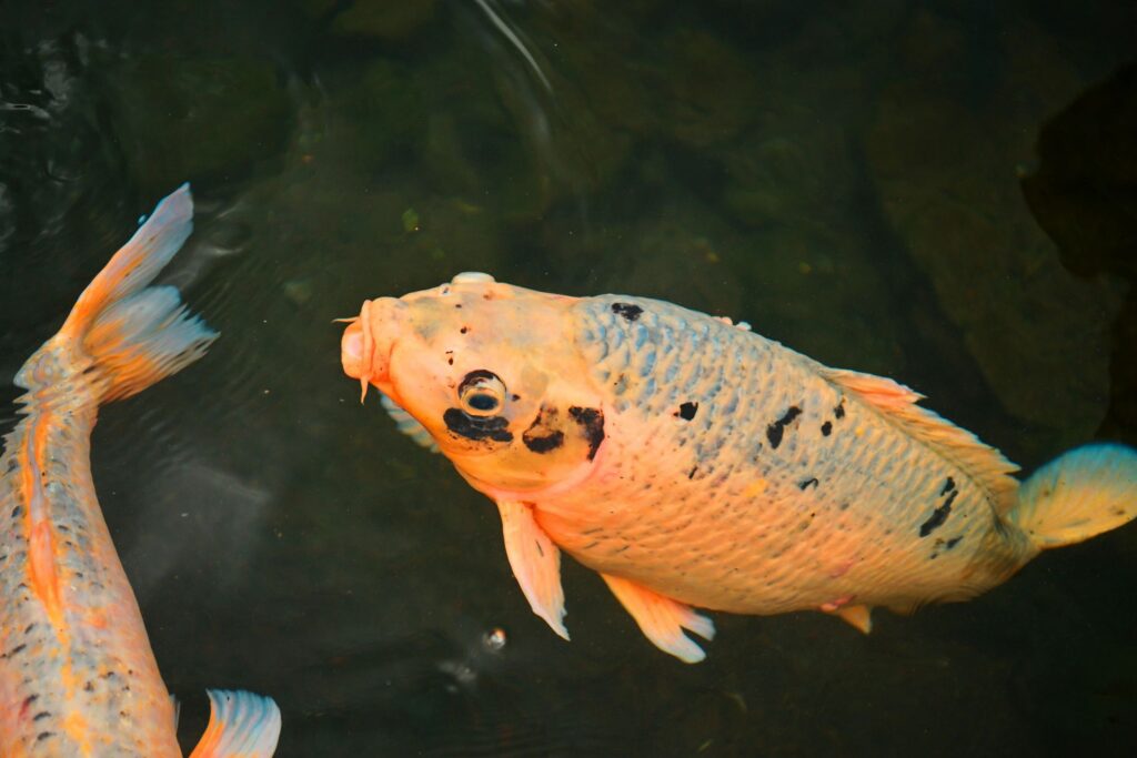 Close-up of a colorful koi fish swimming in a tranquil ornamental pond
