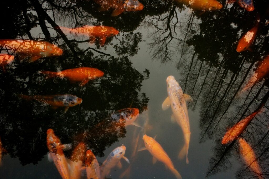 5 First Steps to Keeping Healthy, Happy Koi